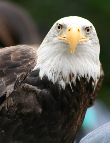 eagle_edited-1