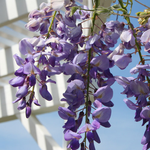 wistbloom_edited-1