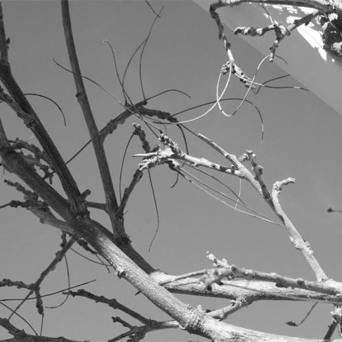 wiststick_edited-1