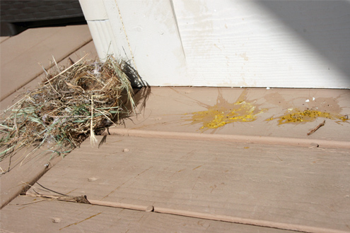 nest_edited-1
